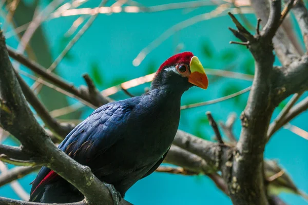Menekşe turaco, aynı zamanda ağacın üzerinde violaceous Muz yiyen olarak bilinir. Afrika otidimorphae bir grup kuşlar.