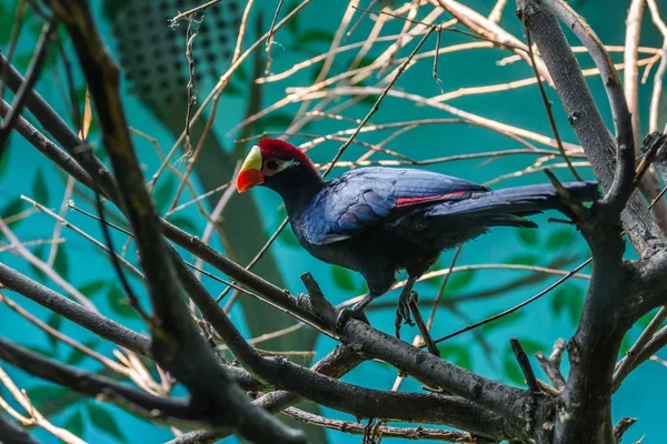 The violet turaco, also known as the violaceous plantain eater on the tree. Birds of a group of African otidimorphae.