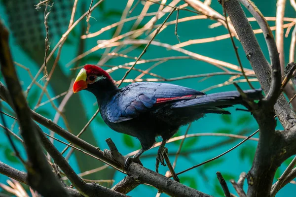 Turaco Violeta Também Conhecido Como Comedor Bananeira Violáceo Árvore Aves — Fotografia de Stock