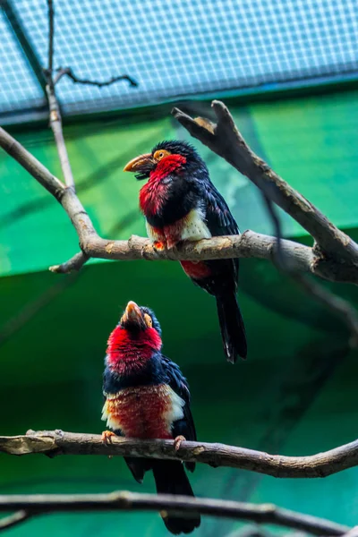 Couple of the bearded barbet on the branches. Tropical birds of Africa.