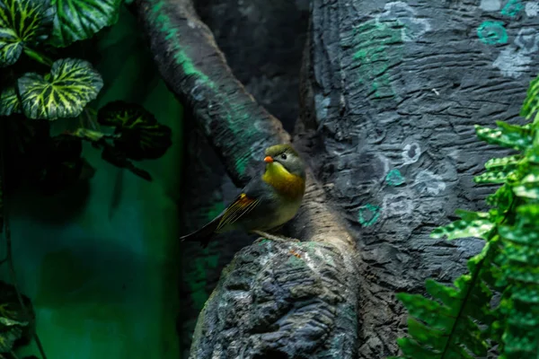 Red-billed leiothrix on the branch. Birds of Asia.