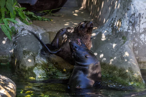 Two northern fur seals playing in the water. Animals of ocean and sea. Funny animals of the world.