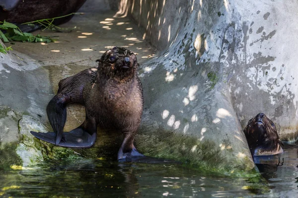 Dos Focas Del Norte Jugando Agua Animales Del Océano Mar —  Fotos de Stock