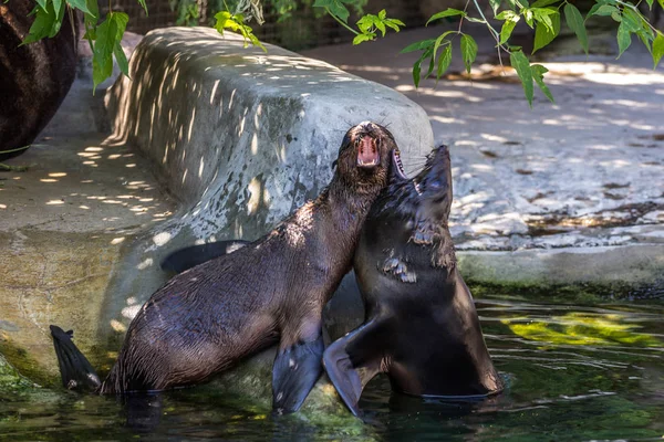 Two Northern Fur Seals Playing Water Animals Ocean Sea Funny — Stock Photo, Image