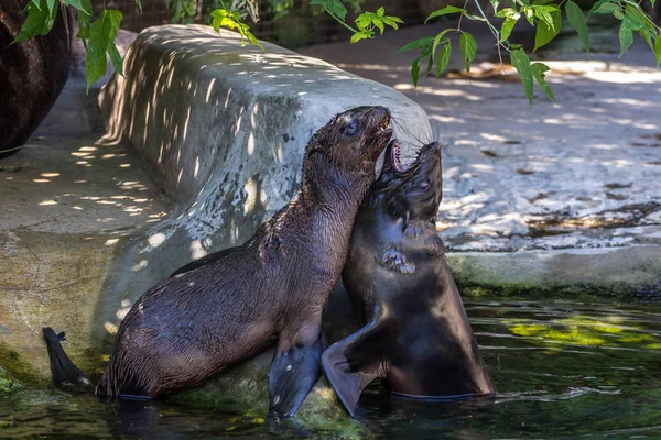 İki kuzey kürk mührü suda oynuyor. Okyanus ve deniz hayvanları. Dünyanın komik hayvanları.