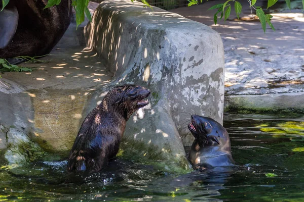 Dos Focas Del Norte Jugando Agua Animales Del Océano Mar —  Fotos de Stock