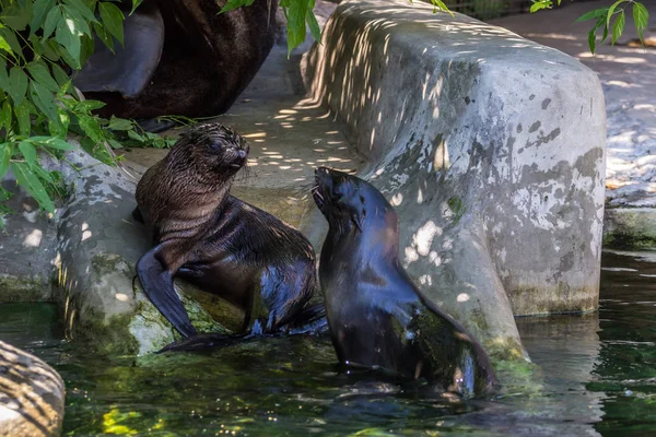 Two northern fur seals playing in the water. Animals of ocean and sea. Funny animals of the world.