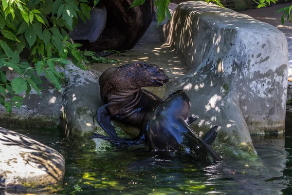 Dos Focas Del Norte Jugando Agua Animales Del Océano Mar —  Fotos de Stock