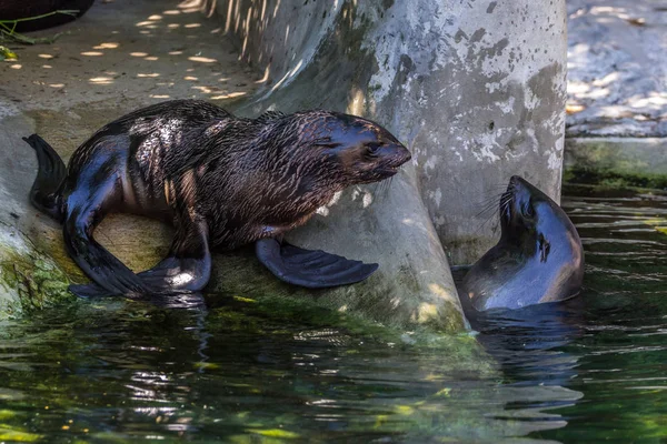 水の中で遊んでいる2つの北の毛皮のアザラシ 海と海の動物 世界の面白い動物 — ストック写真