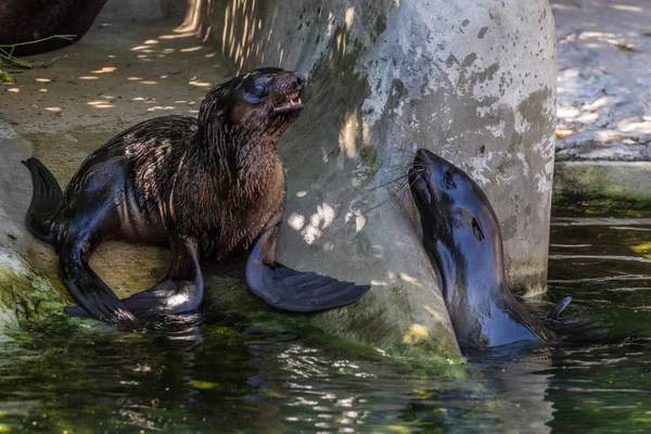 Dos Focas Del Norte Jugando Agua Animales Del Océano Mar —  Fotos de Stock