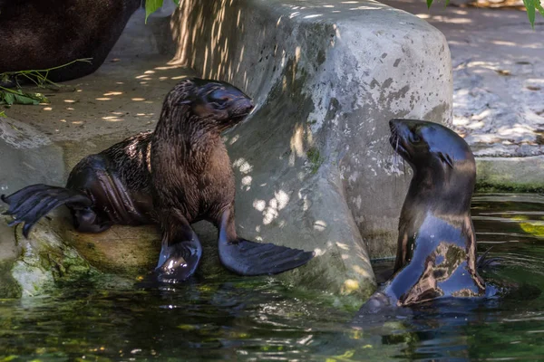 Dos Focas Del Norte Jugando Agua Animales Del Océano Mar —  Fotos de Stock