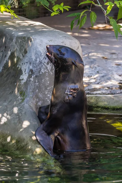 A single northern fur seal resting by the water. Animals of ocean and sea. Cute and funny animals of the world.