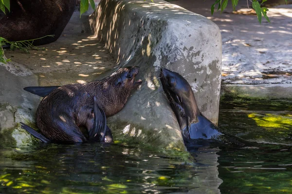 Two northern fur seals playing in the water. Animals of ocean and sea. Funny animals of the world.