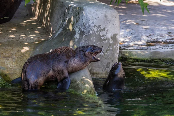 İki kuzey kürk mührü suda oynuyor. Okyanus ve deniz hayvanları. Dünyanın komik hayvanları.