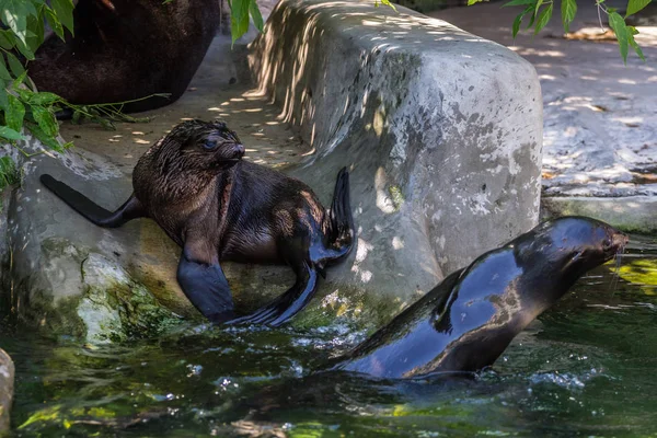 İki kuzey kürk mührü suda oynuyor. Okyanus ve deniz hayvanları. Dünyanın komik hayvanları.