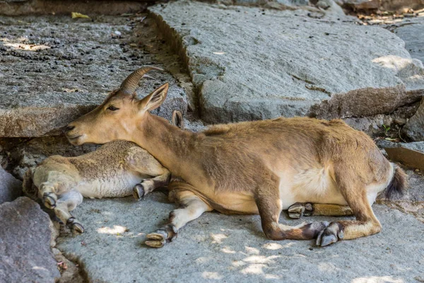 东高加索图尔 达格斯坦图尔 的雌性幼崽躺在岩石上 山中的蹄动物 侧视图 — 图库照片