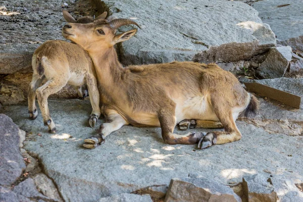 岩の上に横たわる東コーカサスの雌とカブ ダゲスタンタール 山の蹄の動物 側面図 — ストック写真