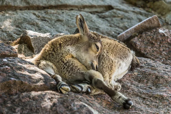 A cub of the East Caucasian tur (Daghestan tur) lying on the rock. Hoofed animals of the mountains, side view.