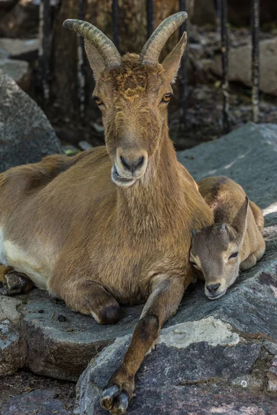 岩の上に横たわる東コーカサスの雌とカブ ダゲスタンタール 山の蹄の動物 正面図 — ストック写真