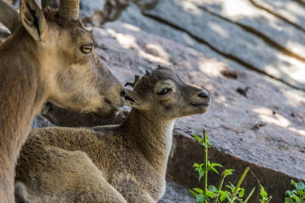 岩の上に横たわる東コーカサスの雌とカブ ダゲスタンタール 山の蹄の動物 側面図 — ストック写真