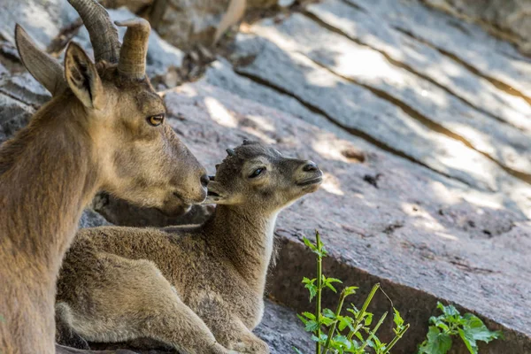 岩の上に横たわる東コーカサスの雌とカブ ダゲスタンタール 山の蹄の動物 側面図 — ストック写真