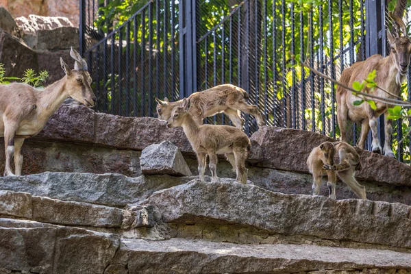 岩の上に横たわる東コーカサスの群れ ダゲスタンタール 山の蹄の動物 側面図 — ストック写真