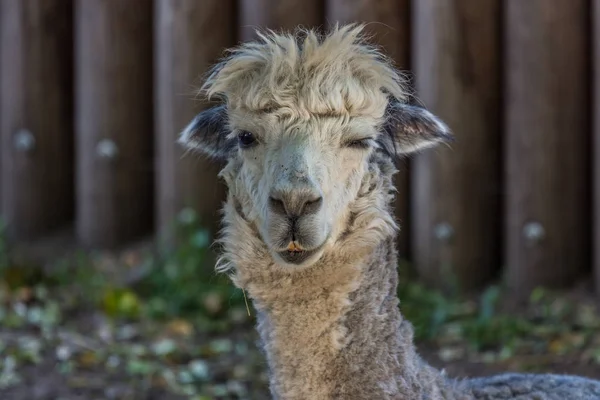 Portrait Grey Alpaca Close Front View Species South American Camelid — Stock Photo, Image