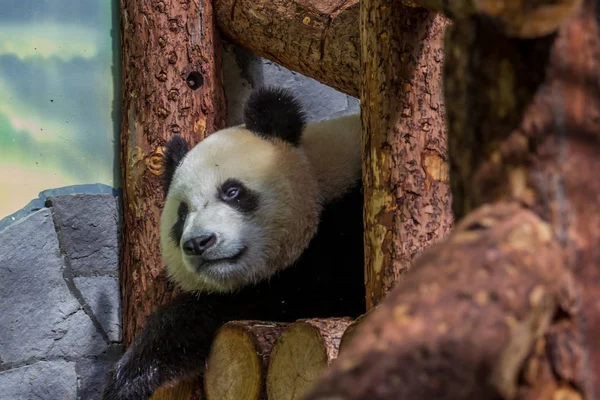 Porträt Eines Pandabären Babys Aus Nächster Nähe Niedliche Tiere Der — Stockfoto