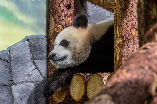 Портрет Медвежонка Панды Вблизи Милые Звери Мира Животные Китая — стоковое фото