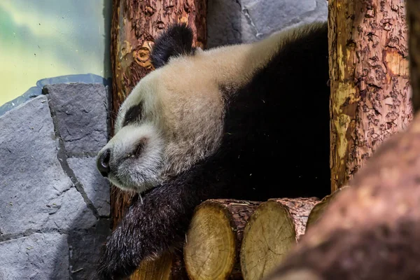 Ahşap üzerinde uyuyan dev panda sevimli yavrusu. Dünyanın komik ve sevimli hayvanları. Çin hayvanları.