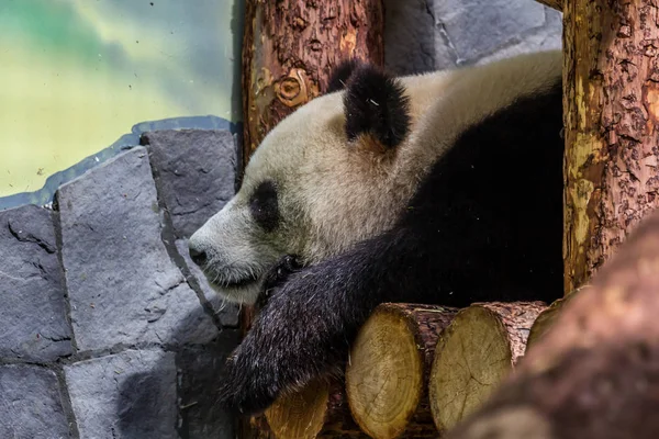 Niedliches Jungtier Des Großen Pandas Das Auf Dem Holz Schläft — Stockfoto