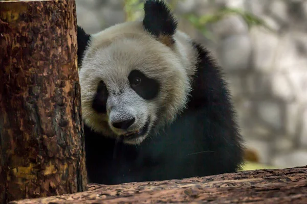 Porträt Eines Pandabären Babys Aus Nächster Nähe Niedliche Tiere Der — Stockfoto