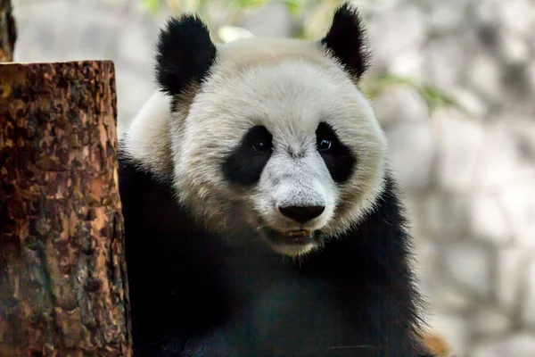 Retrato Cachorro Oso Panda Cerca Animales Lindos Del Mundo Animales — Foto de Stock