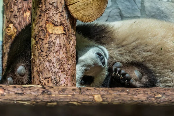 Niedliches Jungtier Des Großen Pandas Das Auf Dem Holz Schläft — Stockfoto