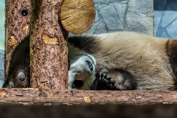 Niedliches Jungtier Des Großen Pandas Das Auf Dem Holz Schläft — Stockfoto