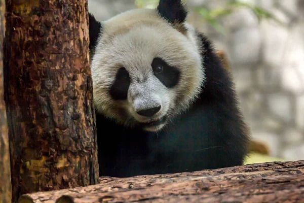 Portret Cub Panda Bear Bliska Cute Zwierząt Świata Chiny Zwierzęta — Zdjęcie stockowe