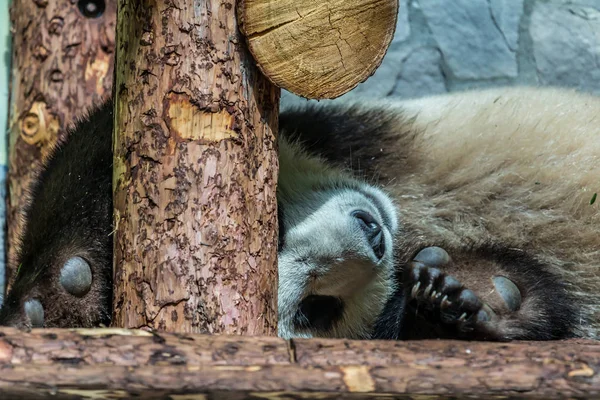 Niedliches Jungtier Des Großen Pandas Das Auf Dem Holz Schläft — Stockfoto