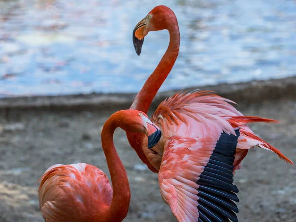 Couple of beautiful and graceful flamingo close up. Beautiful birds of the world.