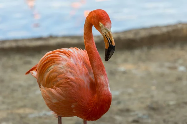 Jediný Plameňák Zblízka Krásní Ptáci Světa — Stock fotografie