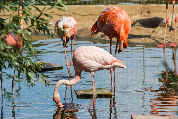 Flock Beautiful Graceful Flamingo Pond Waterfowl Birds City — Stock Photo, Image