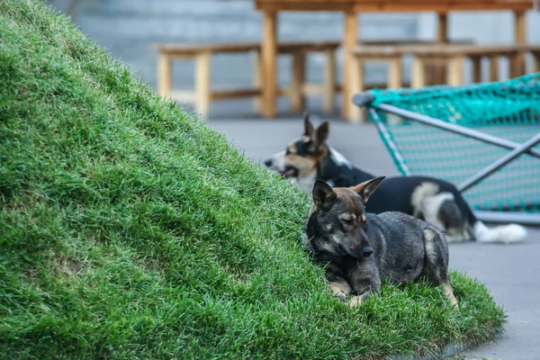 2010 Moscú Rusia Dos Perros Vagabundos Tirados Hierba Animales Ciudad —  Fotos de Stock