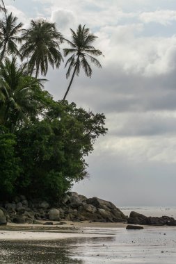 2011.05.07, Phuket, Tayland. Asya'yı dolaşın. Phuket Adası'nda palmiye ağaçları ve ufuk çizgisi ile Seascape.