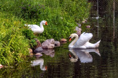 Bankanın üzerinde duran beyaz bir kaz ve suyun üzerinde yüzen beyaz bir kuğu. Göldeki arkadaşlar. Şehirdeki kuşlar.
