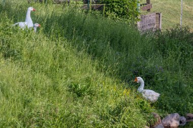 Göletin yanında çimenlerde bir grup kaz. Şehirdeki kuşlar.
