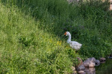 Göletin yanında çimenlerde bir grup kaz. Şehirdeki kuşlar.