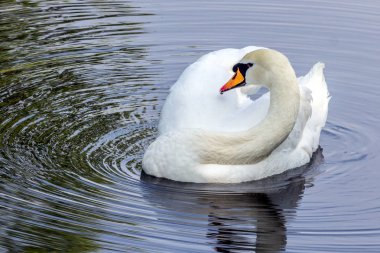 Karanlık sularda yüzen beyaz bir kuğu. Şehirdeki kuşlar. Rusya'nın hayvan dünyası. Yazın kuğu gölü. Dünyanın en güzel kuşları.