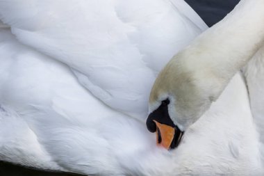Beyaz bir kuğu karanlık su üzerinde yüzen ve tüyleri temizlik. Şehirdeki kuşlar. Rusya'nın hayvan dünyası. Yazın Kuğu Gölü.