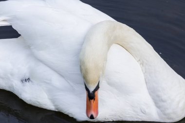 Beyaz bir kuğu karanlık su üzerinde yüzen ve tüyleri temizlik. Şehirdeki kuşlar. Rusya'nın hayvan dünyası. Yazın Kuğu Gölü.