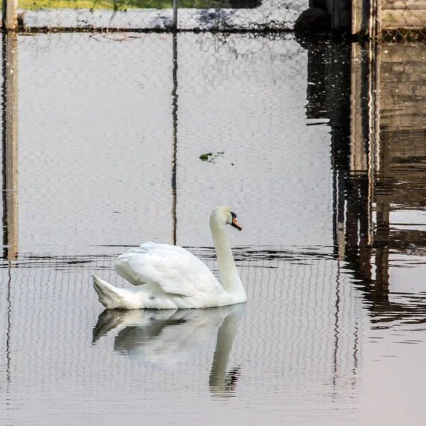 White Swan Floating Dark Water Birds City Animal World Russia — Stock Photo, Image