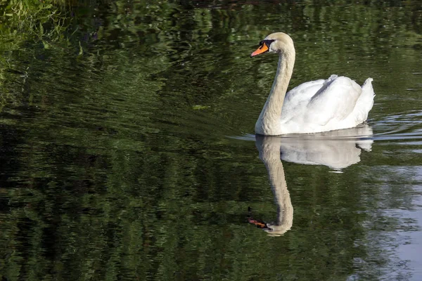 Cisne Branco Flutuar Água Escura Pássaros Cidade Mundo Animal Rússia — Fotografia de Stock